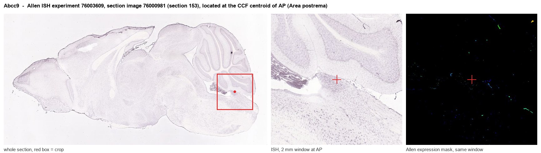 Abcc9 Allen ISH at the CCF centroid of AP