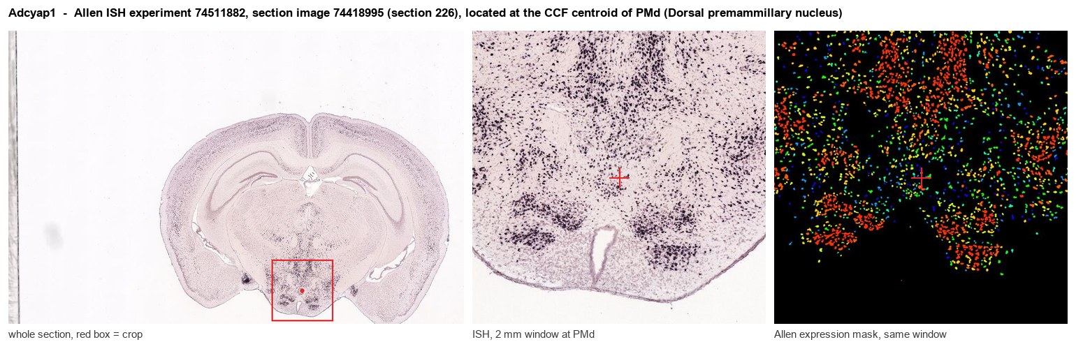 Adcyap1 Allen ISH at the CCF centroid of PMd