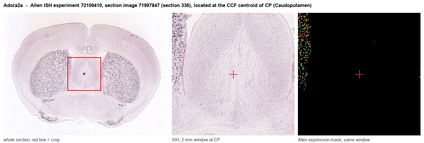 Adora2a Allen ISH at the CCF centroid of CP