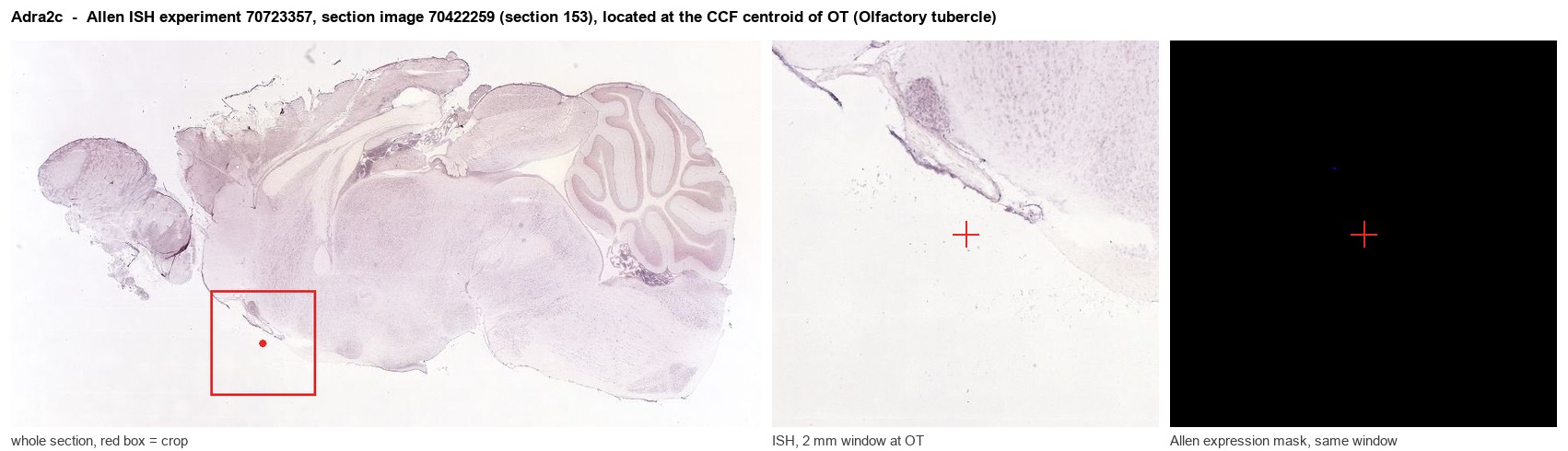 Adra2c Allen ISH at the CCF centroid of OT