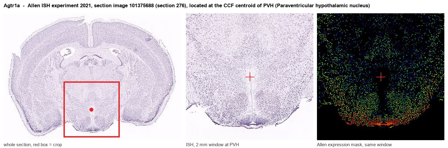 Agtr1a Allen ISH at the CCF centroid of PVH