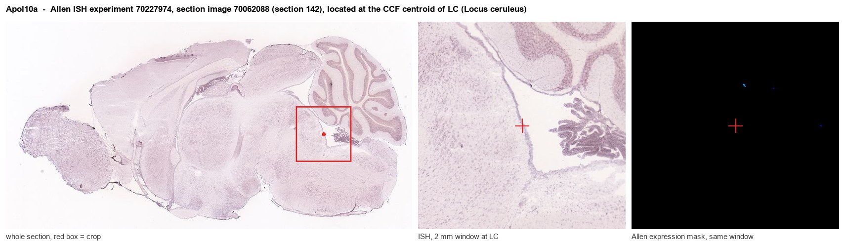 Apol10a Allen ISH at the CCF centroid of LC
