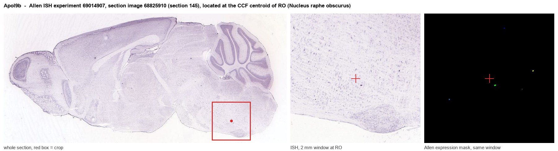 Apol9b Allen ISH at the CCF centroid of RO