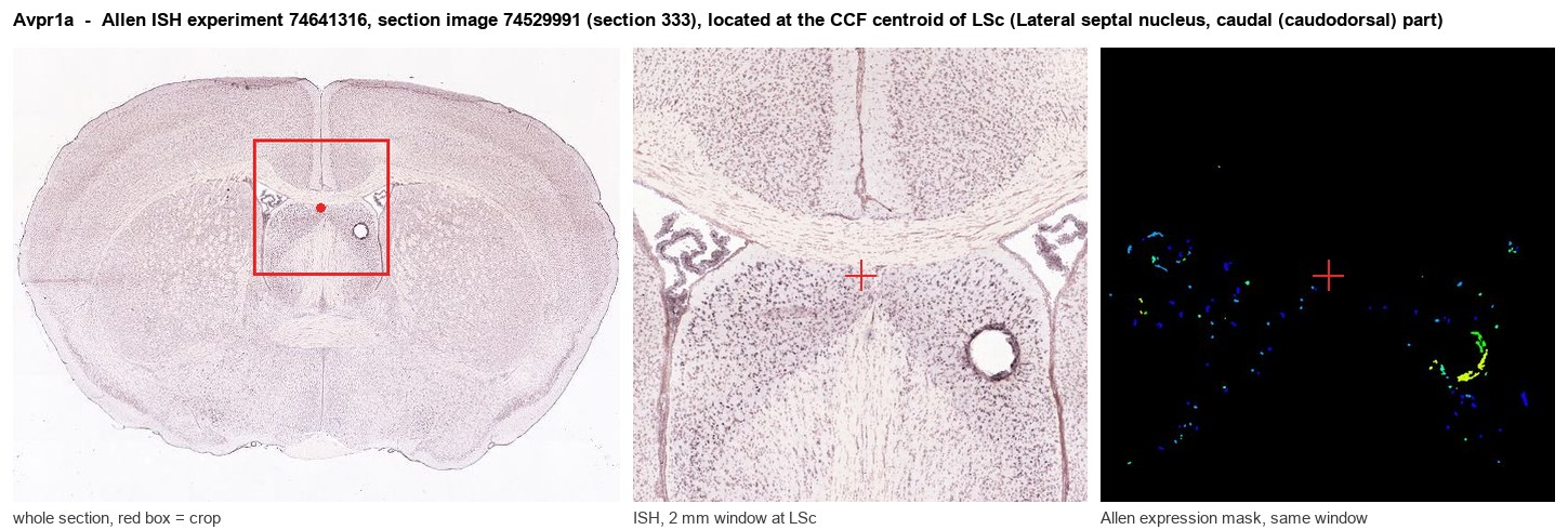 Avpr1a Allen ISH at the CCF centroid of LSc