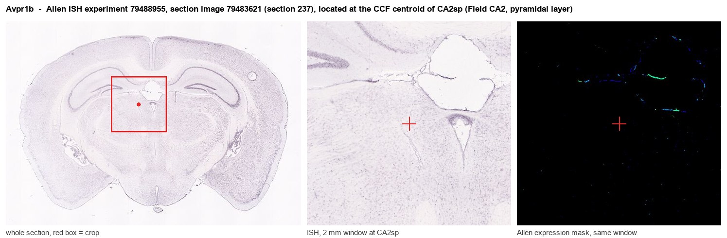 Avpr1b Allen ISH at the CCF centroid of CA2sp