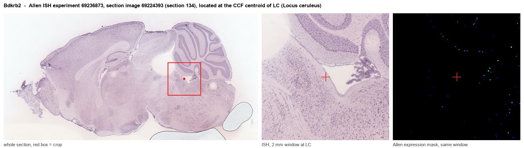 Bdkrb2 Allen ISH at the CCF centroid of LC