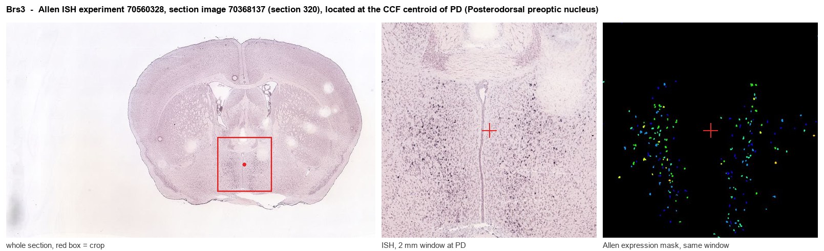 Brs3 Allen ISH at the CCF centroid of PD