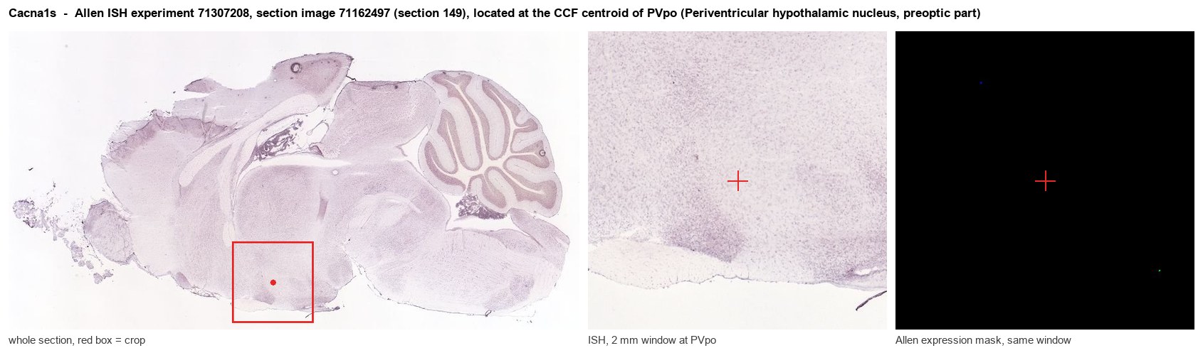 Cacna1s Allen ISH at the CCF centroid of PVpo