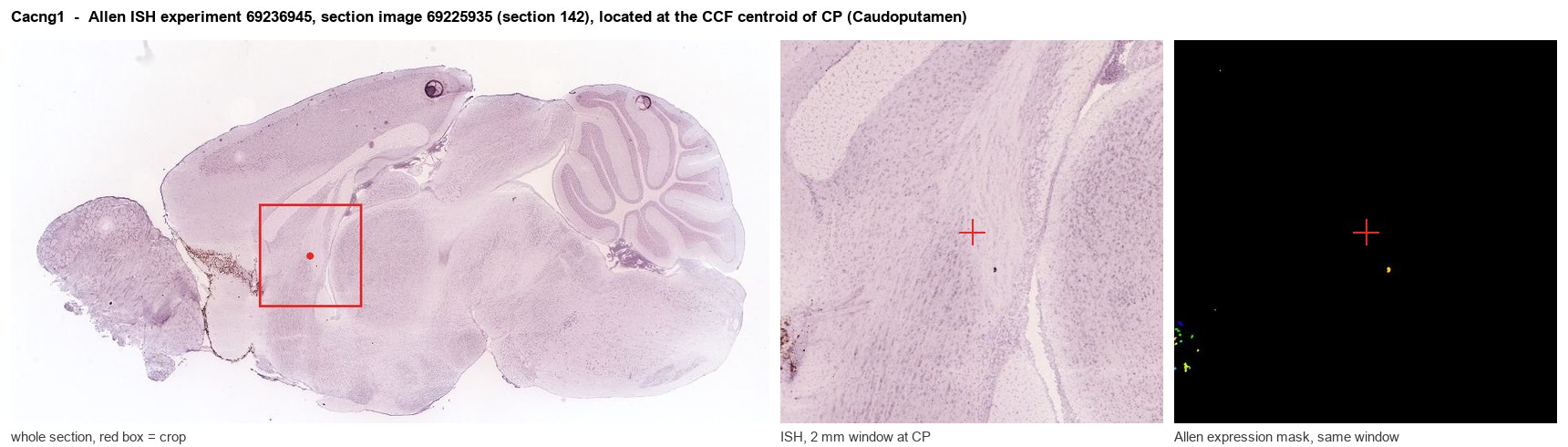 Cacng1 Allen ISH at the CCF centroid of CP