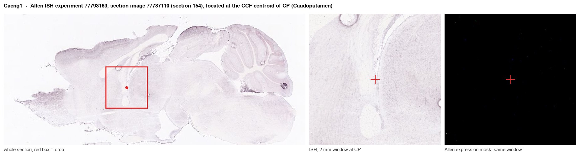 Cacng1 Allen ISH at the CCF centroid of CP