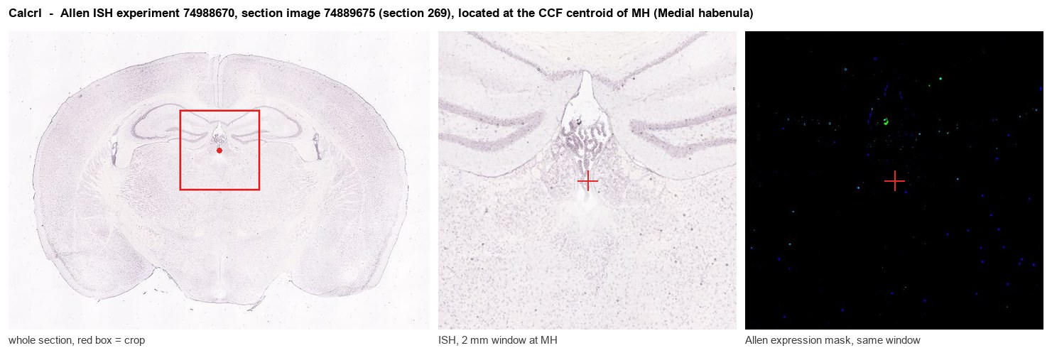 Calcrl Allen ISH at the CCF centroid of MH