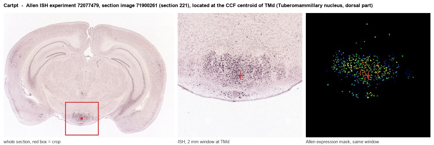 Cartpt Allen ISH at the CCF centroid of TMd