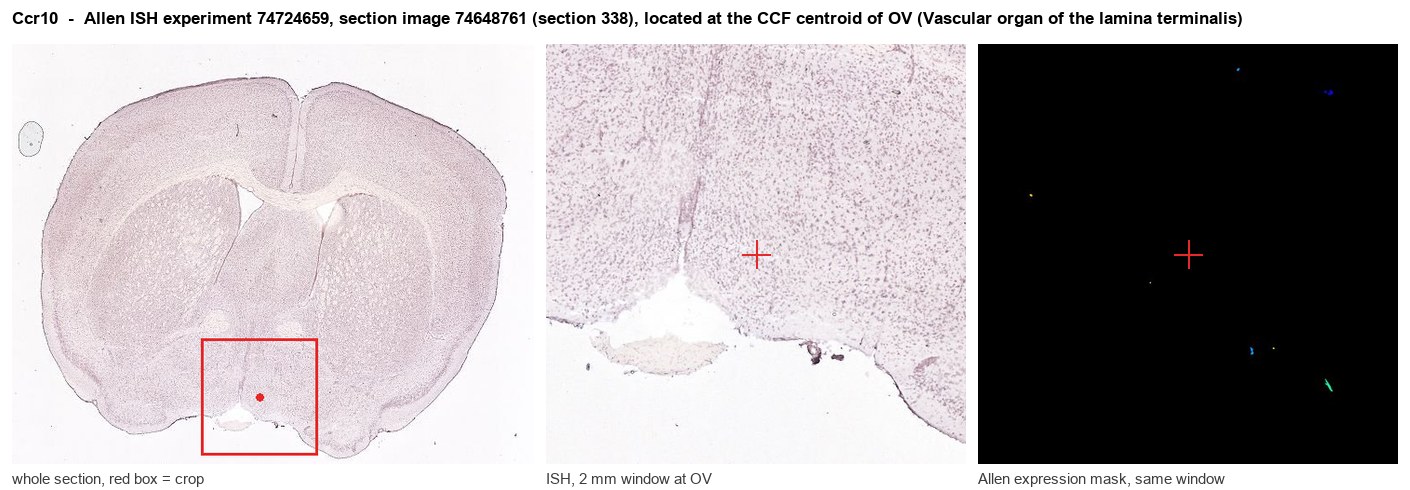 Ccr10 Allen ISH at the CCF centroid of OV