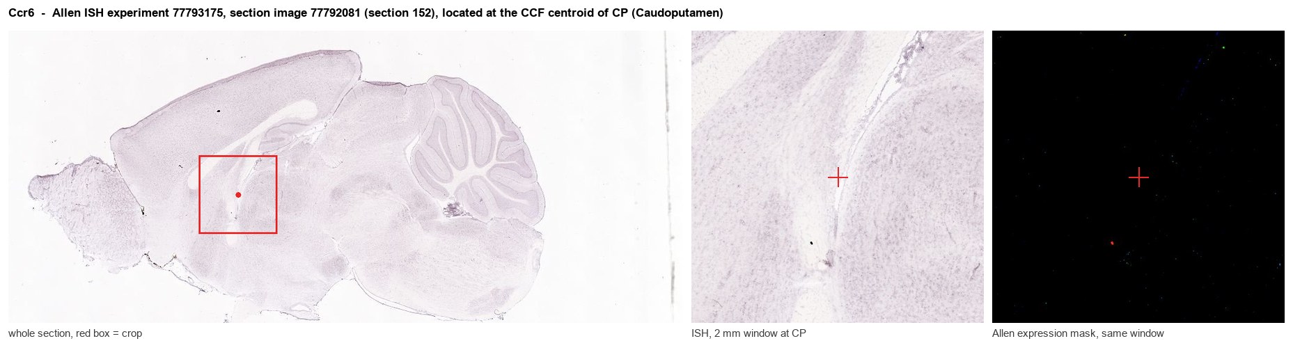 Ccr6 Allen ISH at the CCF centroid of CP