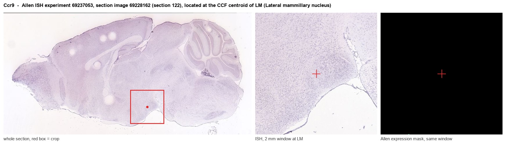 Ccr9 Allen ISH at the CCF centroid of LM