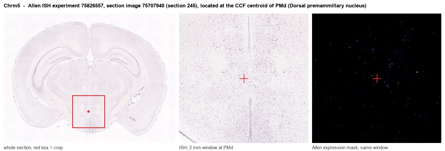 Chrm5 Allen ISH at the CCF centroid of PMd