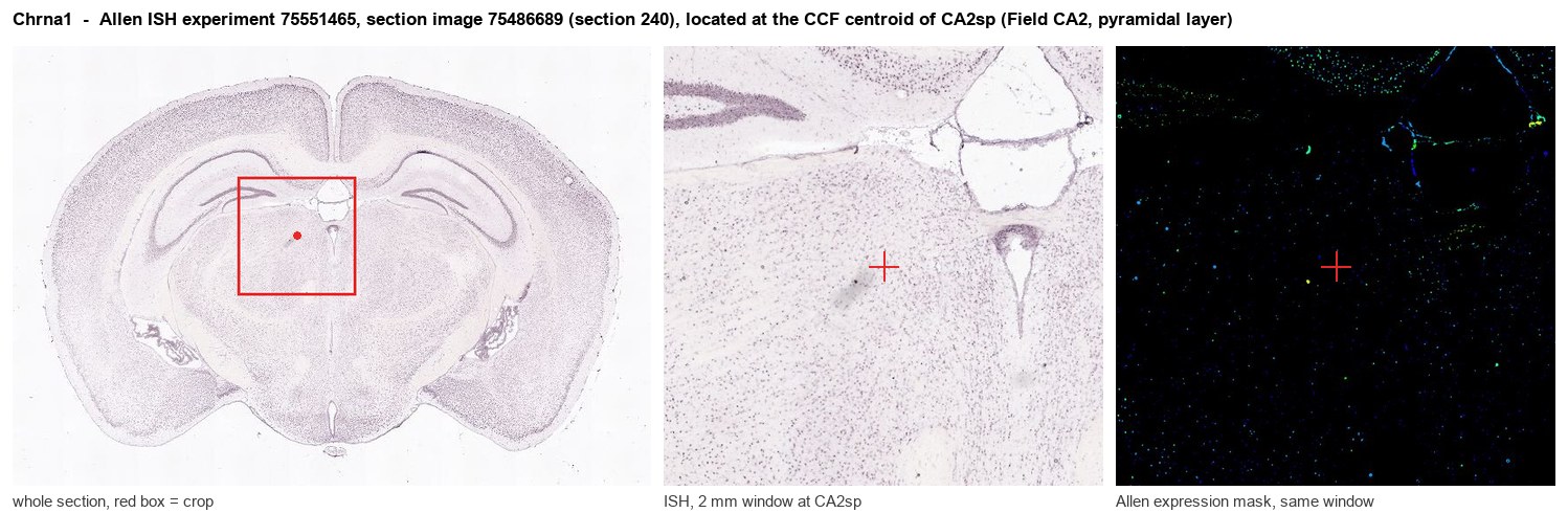 Chrna1 Allen ISH at the CCF centroid of CA2sp