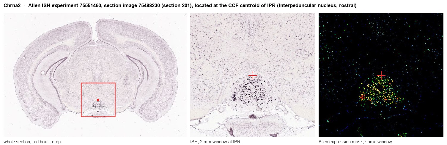 Chrna2 Allen ISH at the CCF centroid of IPR