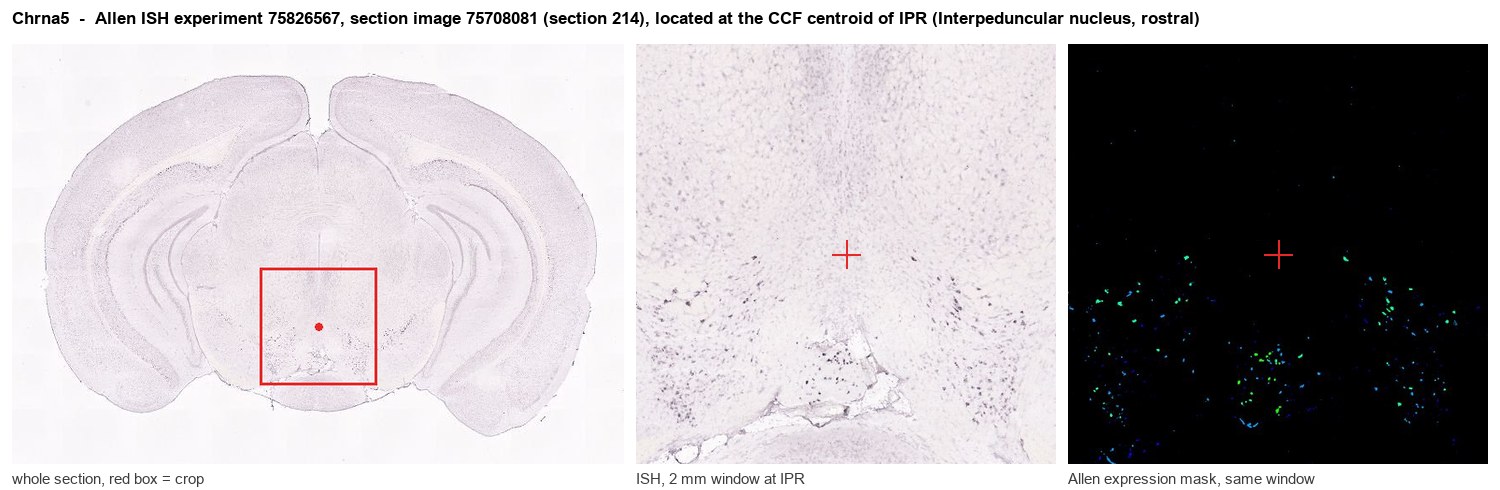 Chrna5 Allen ISH at the CCF centroid of IPR