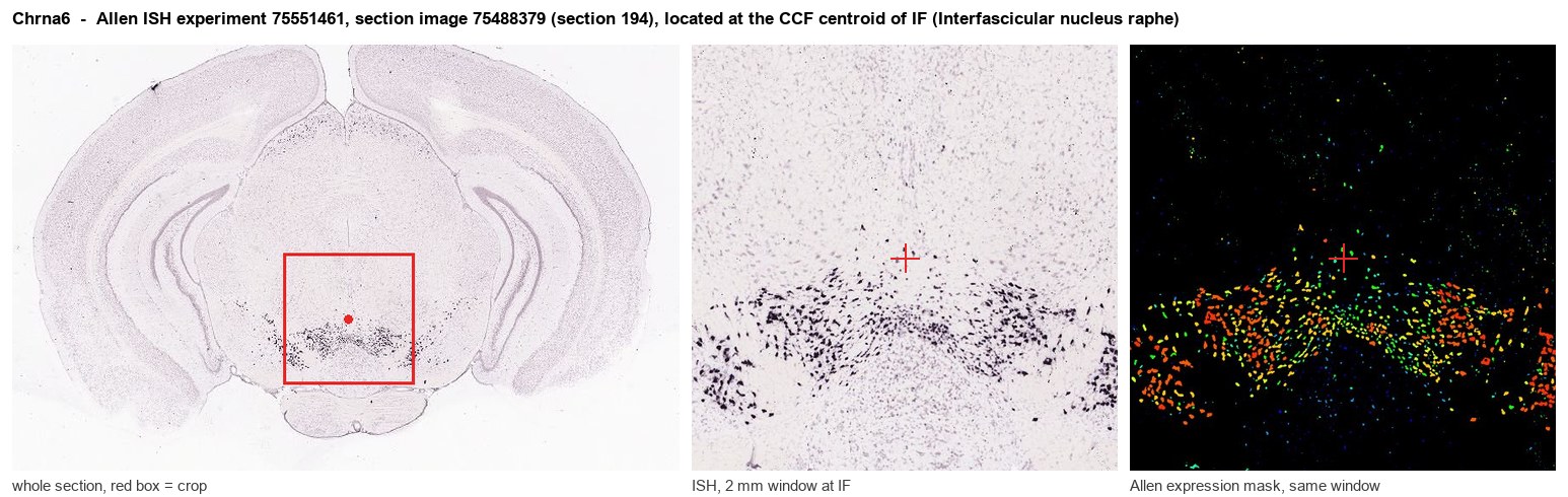 Chrna6 Allen ISH at the CCF centroid of IF