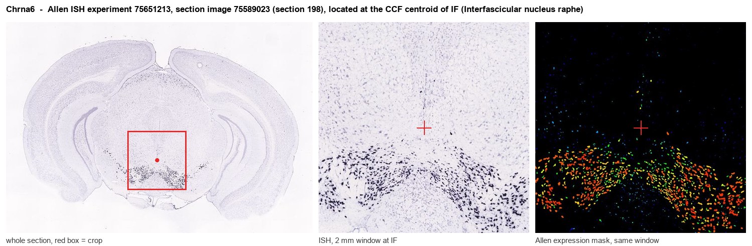 Chrna6 Allen ISH at the CCF centroid of IF