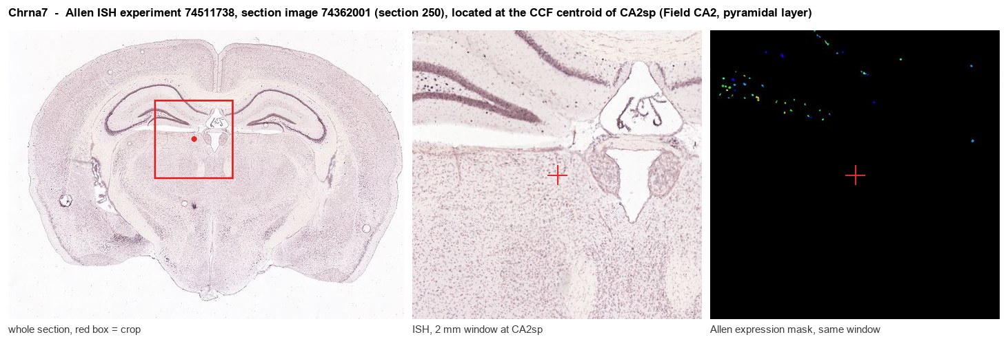 Chrna7 Allen ISH at the CCF centroid of CA2sp