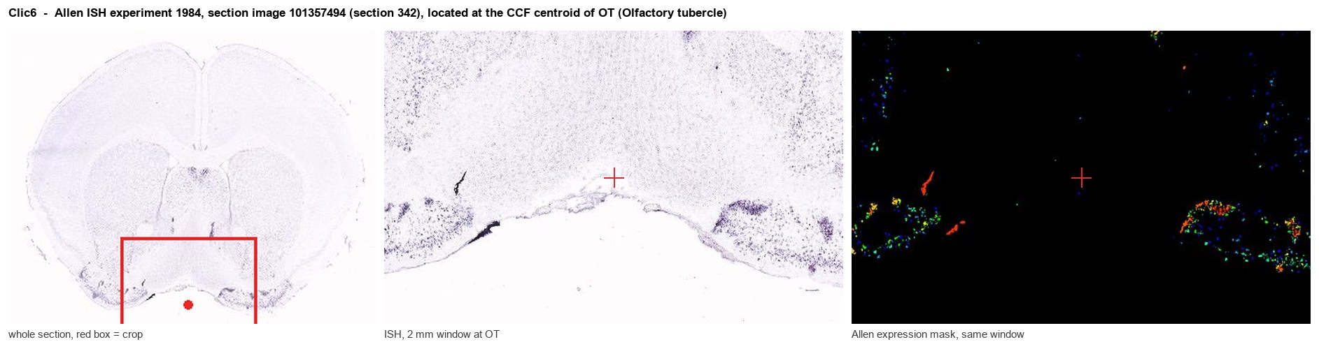 Clic6 Allen ISH at the CCF centroid of OT
