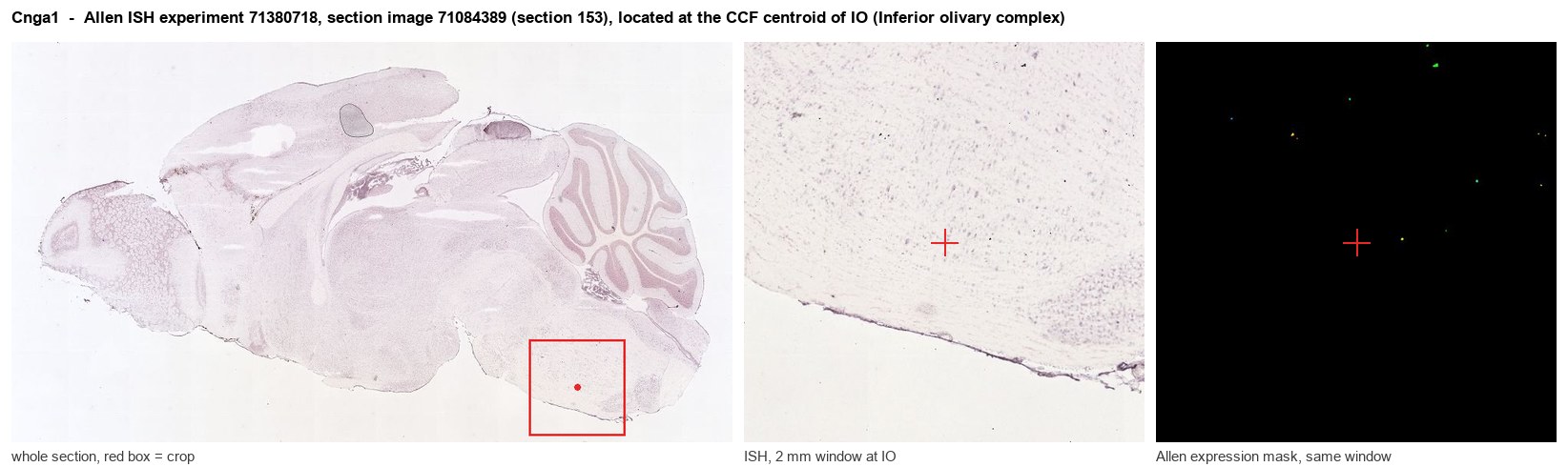 Cnga1 Allen ISH at the CCF centroid of IO