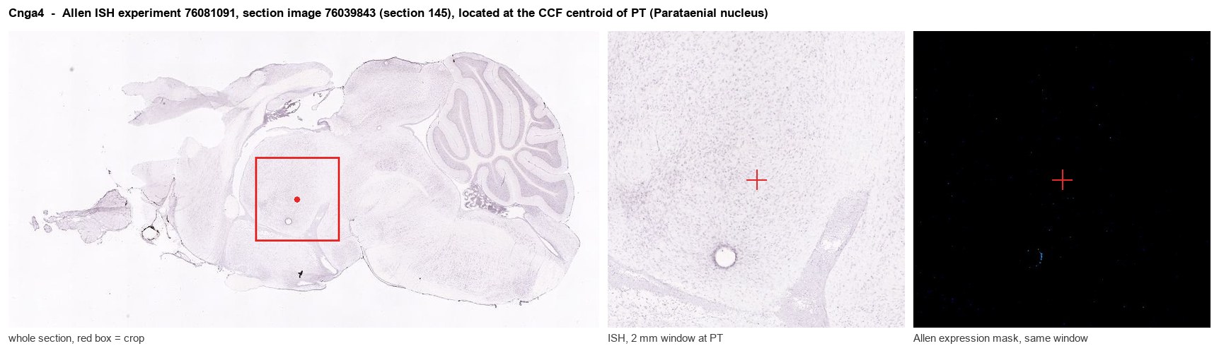 Cnga4 Allen ISH at the CCF centroid of PT