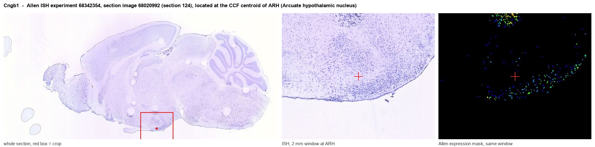 Cngb1 Allen ISH at the CCF centroid of ARH