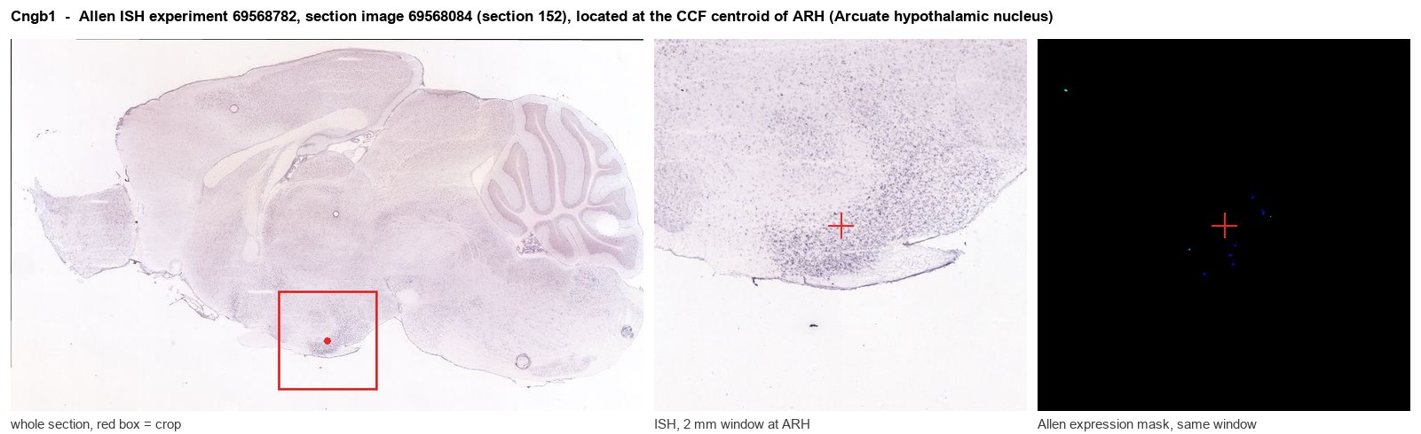 Cngb1 Allen ISH at the CCF centroid of ARH