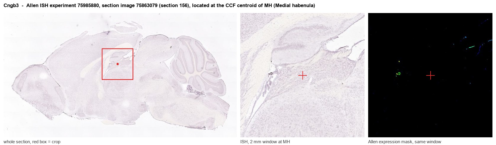 Cngb3 Allen ISH at the CCF centroid of MH