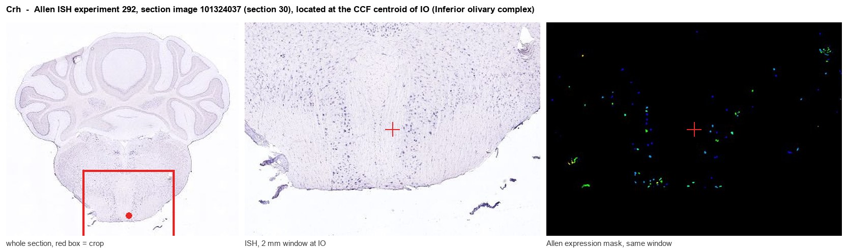 Crh Allen ISH at the CCF centroid of IO