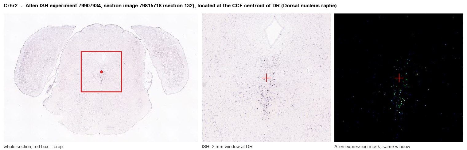 Crhr2 Allen ISH at the CCF centroid of DR