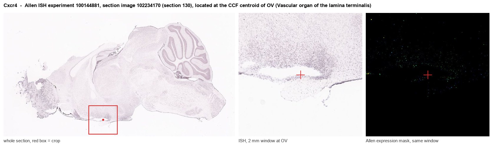 Cxcr4 Allen ISH at the CCF centroid of OV