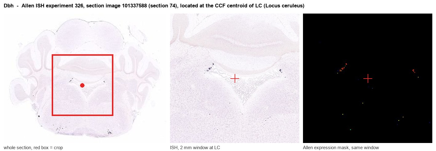 Dbh Allen ISH at the CCF centroid of LC