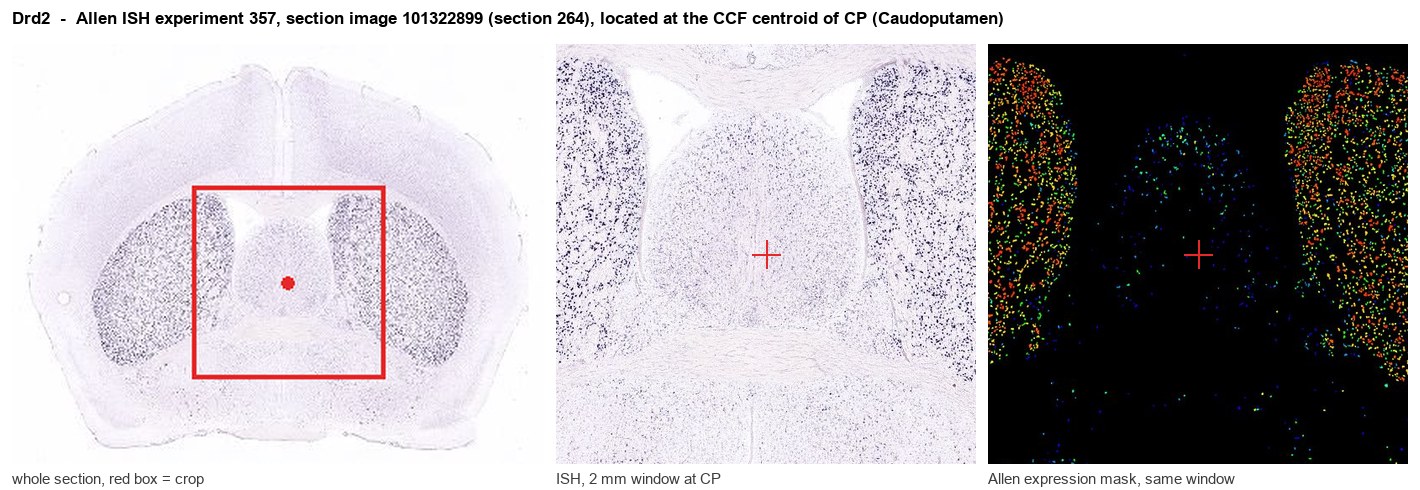 Drd2 Allen ISH at the CCF centroid of CP