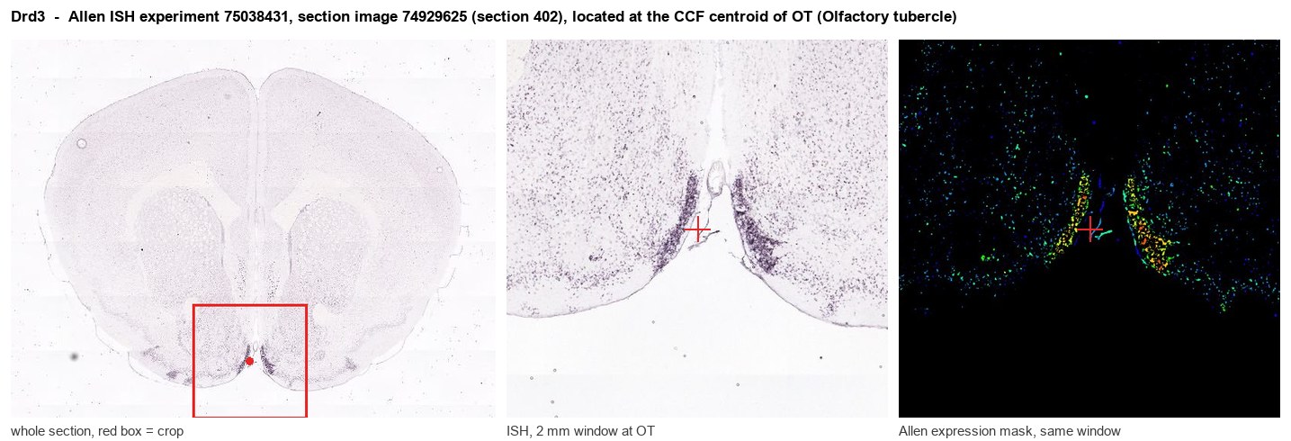 Drd3 Allen ISH at the CCF centroid of OT