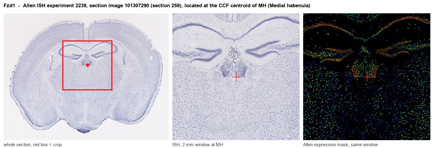 Fzd1 Allen ISH at the CCF centroid of MH