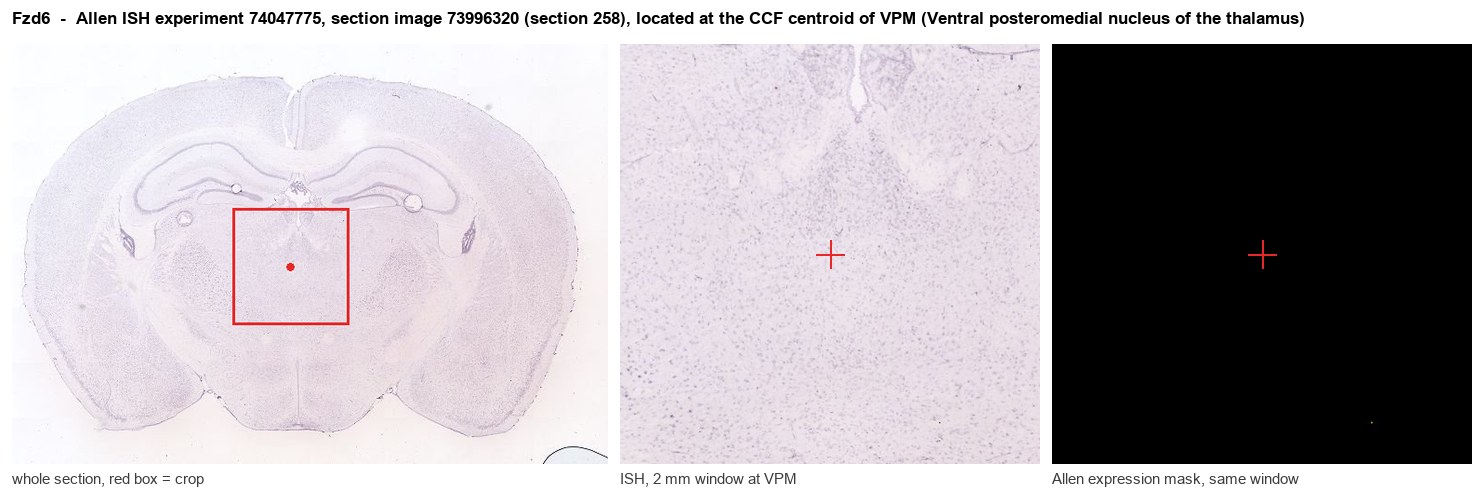 Fzd6 Allen ISH at the CCF centroid of VPM