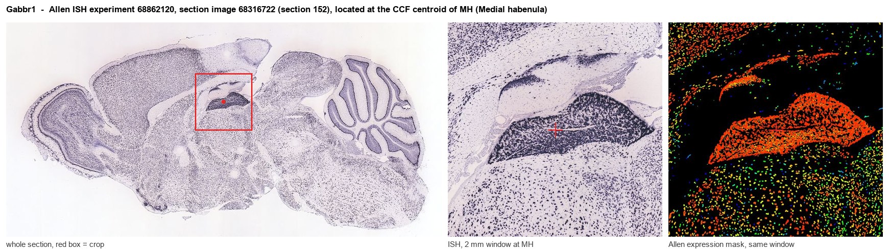Gabbr1 Allen ISH at the CCF centroid of MH