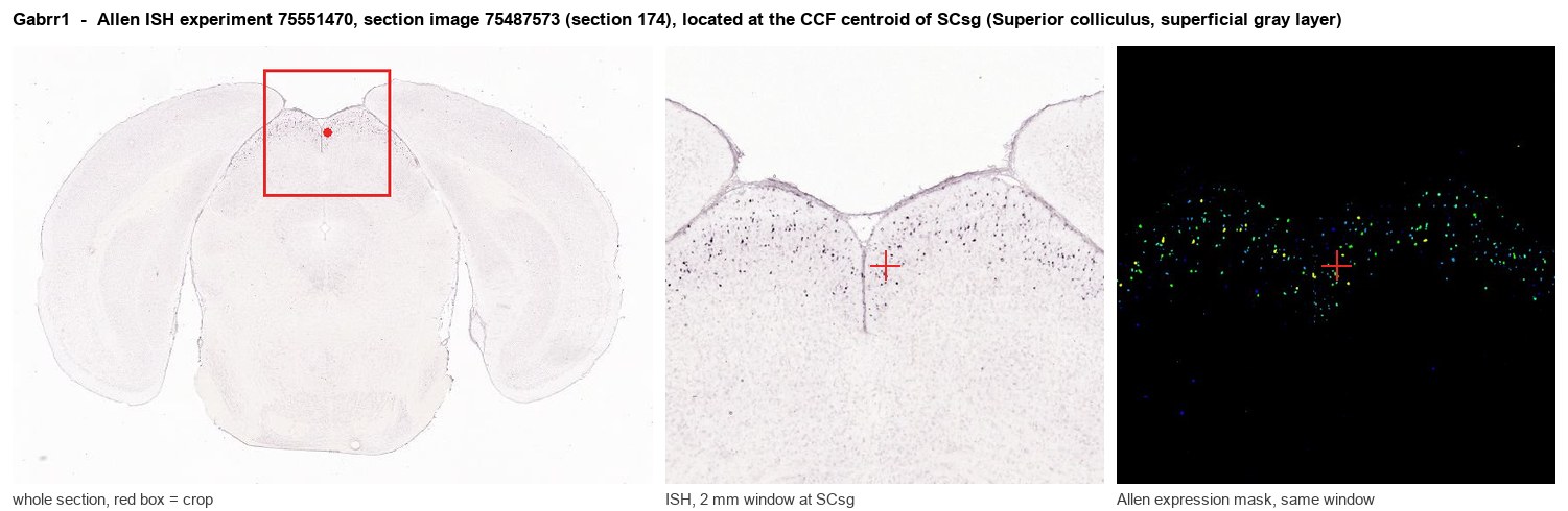 Gabrr1 Allen ISH at the CCF centroid of SCsg