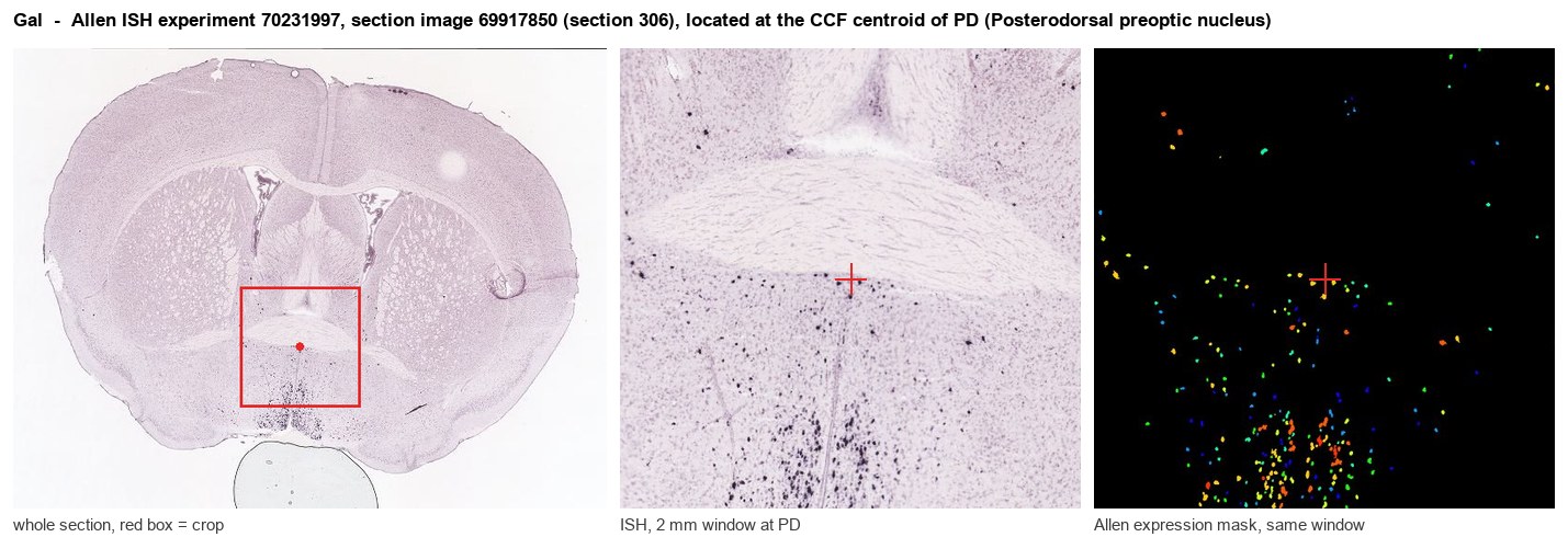 Gal Allen ISH at the CCF centroid of PD