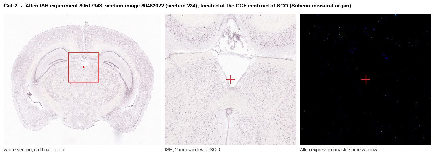 Galr2 Allen ISH at the CCF centroid of SCO