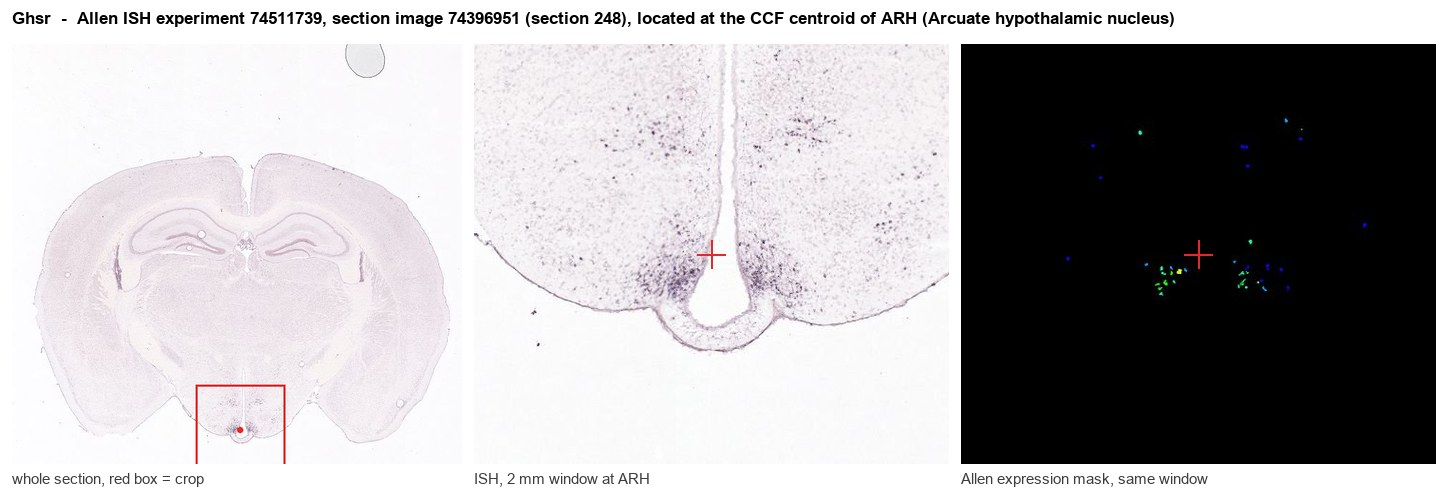Ghsr Allen ISH at the CCF centroid of ARH