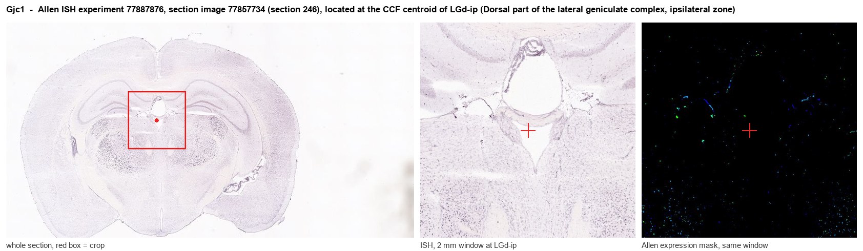 Gjc1 Allen ISH at the CCF centroid of LGd-ip