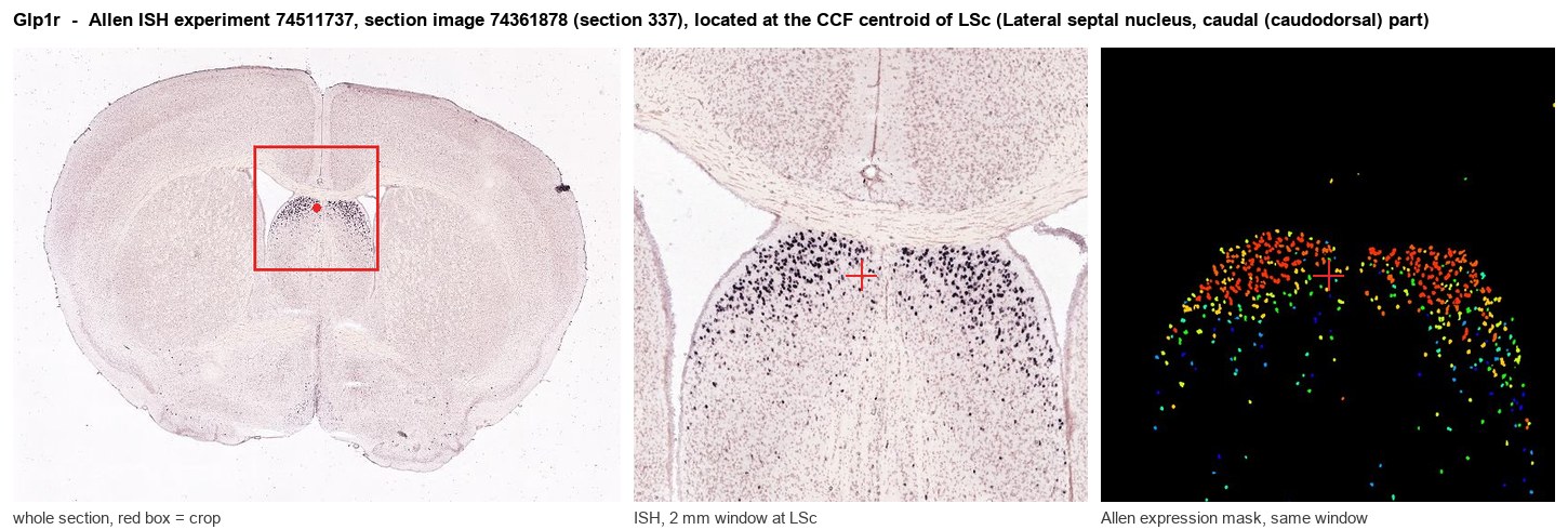 Glp1r Allen ISH at the CCF centroid of LSc