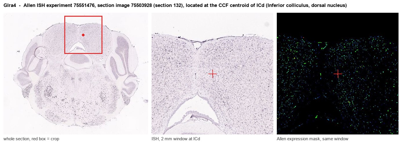 Glra4 Allen ISH at the CCF centroid of ICd