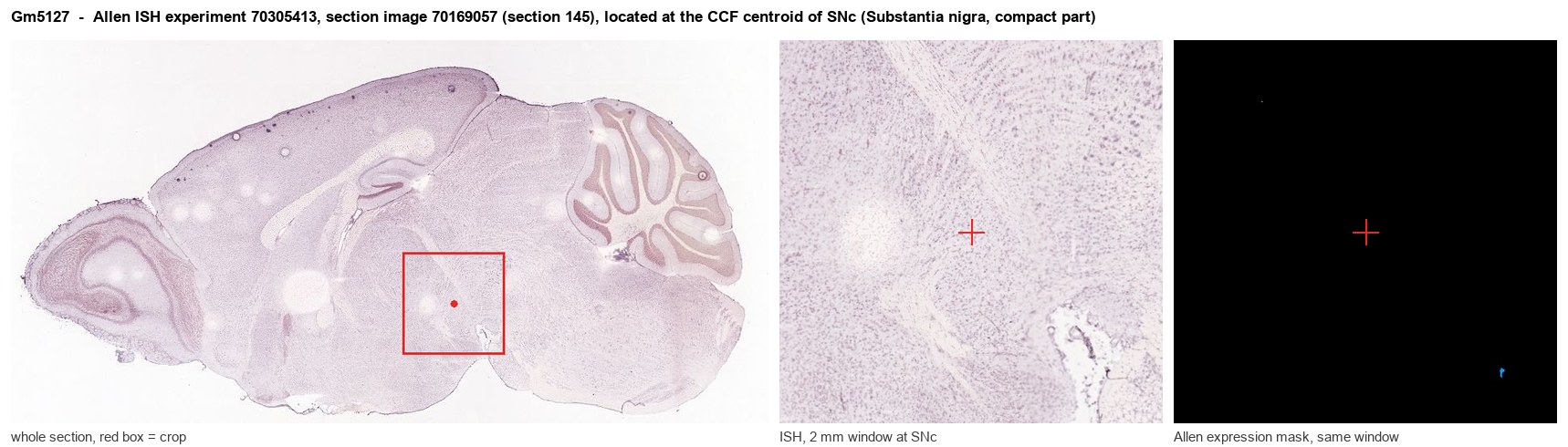 Gm5127 Allen ISH at the CCF centroid of SNc