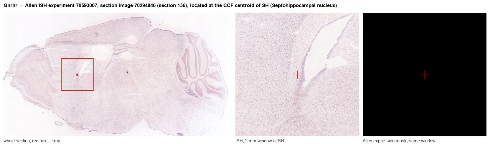Gnrhr Allen ISH at the CCF centroid of SH